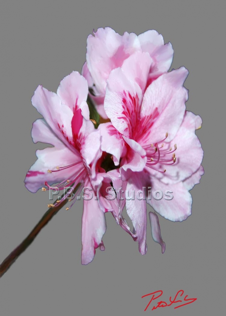Red and White Flower