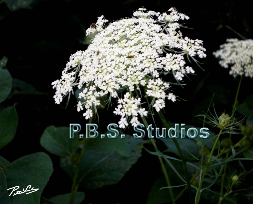 Queen Ann Lace Flower