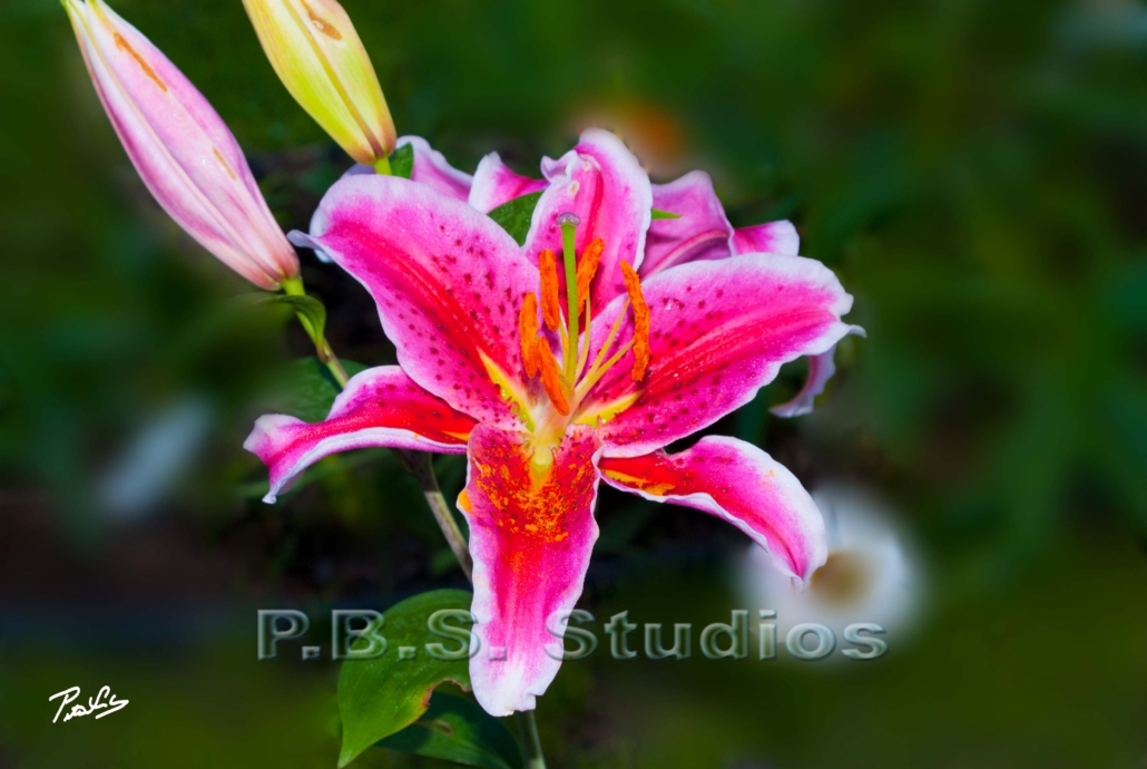 Tiger Lily Photo