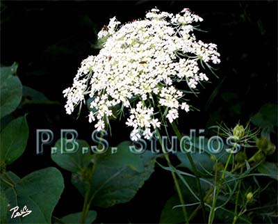 GI904903 Queen Anne Lace Small