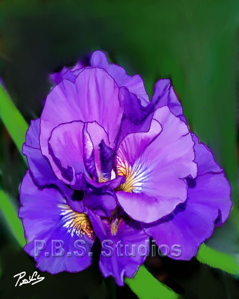 Purple Iris in Bloom Digital Painting