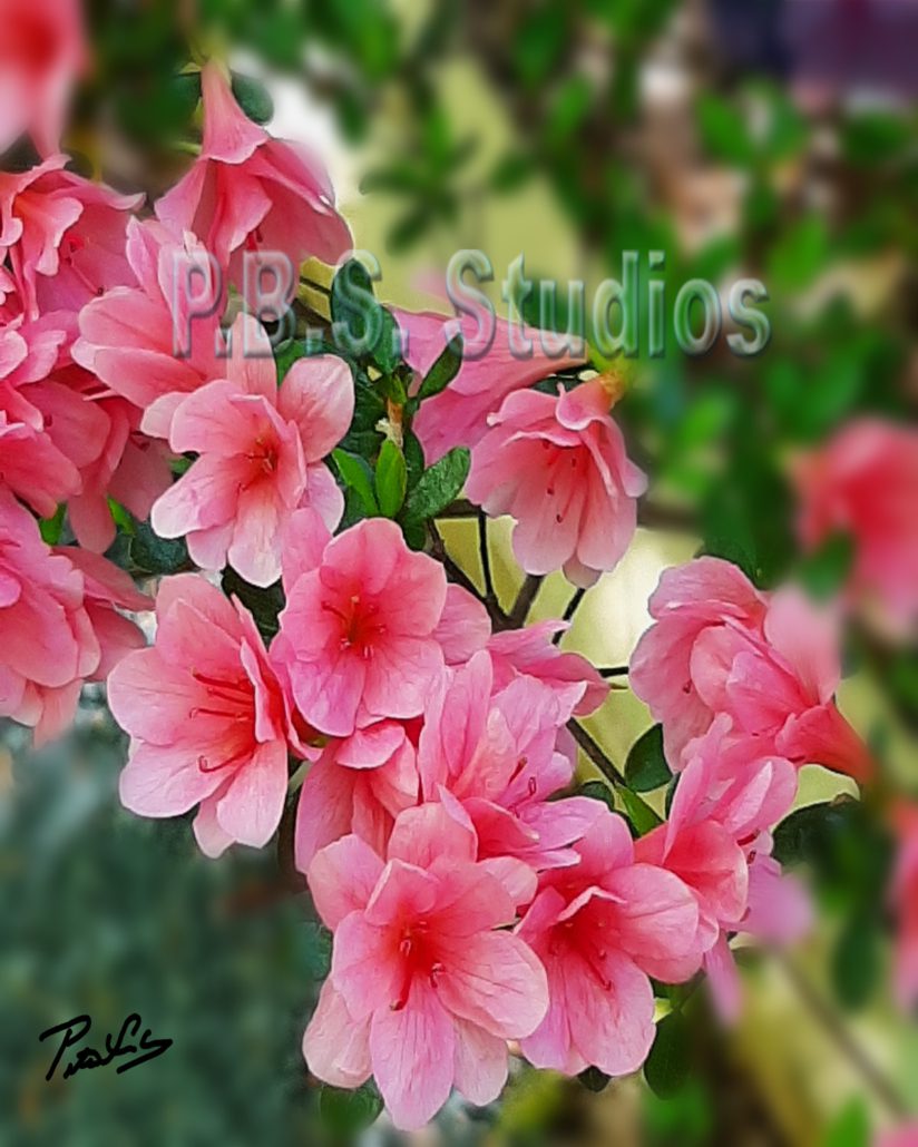 Pink Flowers